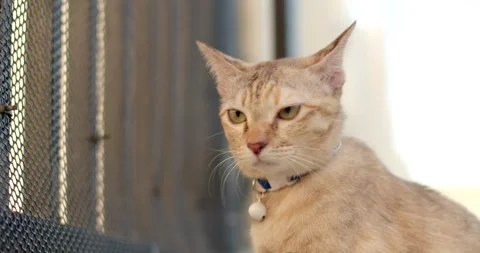 Cat looking at something.Big eyed cat looking.The cat is looking for something. Stock Footage 241933938