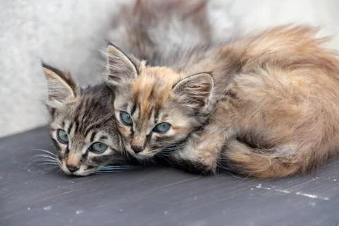 Cat looking at somewhere Stock Photos