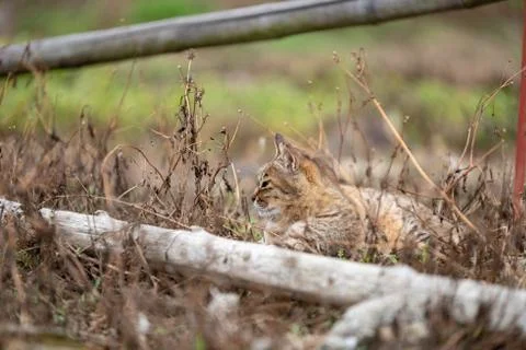 Cat looking at somewhere Stock Photos