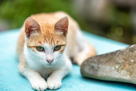 Cat looking at somewhere Stock Photos