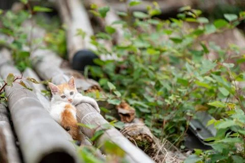 Cat looking at somewhere Foto stock