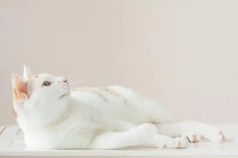 The cat is looking for the source of the sound. Stock Photos