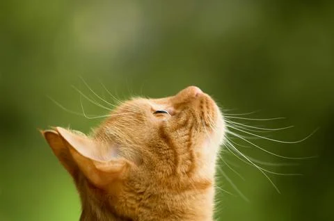 Cat is looking straight up Stock Photos