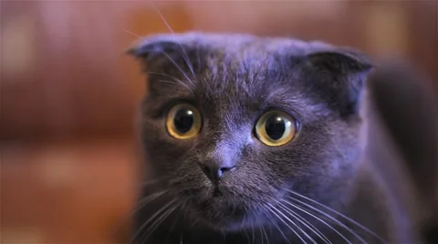 Cat looking surprised Stock Footage 51493985