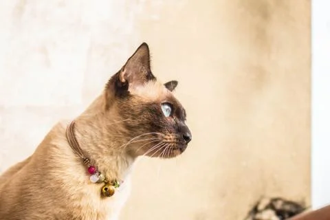 Cat looking things Stock Photos