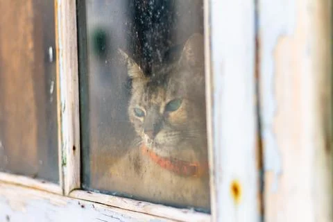 Cat looking thoughtfully through the window, alone through the window looking Stock Photos