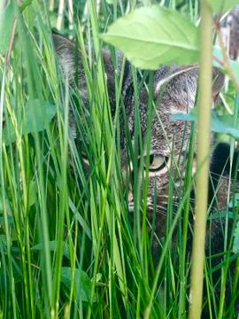 Cat looking through blades of grass bright green Stock Photos