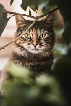 A cat looking through branches into camera Stock Photos
