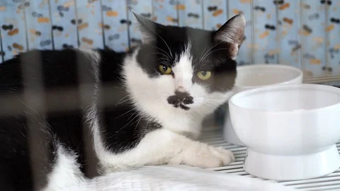 Cat looking through the cage Stock Footage 121946505