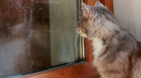 Cat Looking Through A Dirty Window Stock Footage 40539052