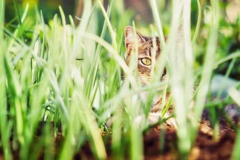 Cat looking through grass Stock Photos