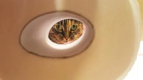 Cat looking through the hole of a toilet paper Stock Photos