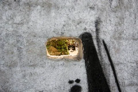 Cat looking through a hole in a wall Stock Photos