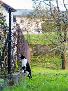 Cat looking through Foto stock