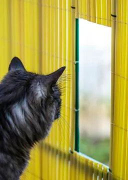 Cat looking through Stock Photos