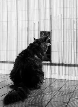 Cat looking through Stock Photos