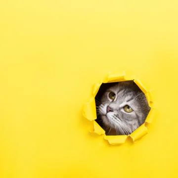 The cat is looking through a torn hole in yellow paper. Playful mood kitty. U Stock Photos