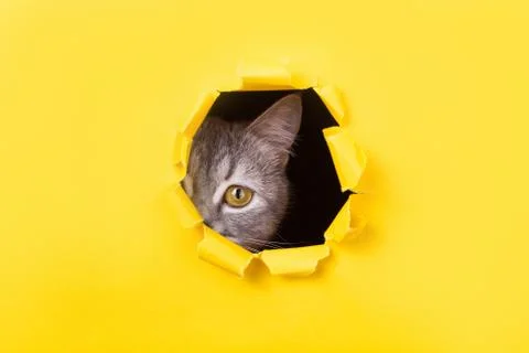 The cat is looking through a torn hole in yellow paper. Playful mood kitty. U Stock Photos