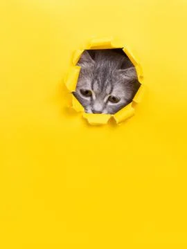 The cat is looking through a torn hole in yellow paper. Playful mood kitty. U Stock Photos