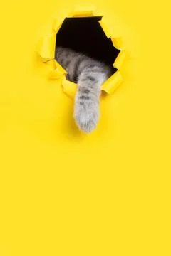 The cat is looking through a torn hole in yellow paper. Playful mood kitty. U Stock Photos
