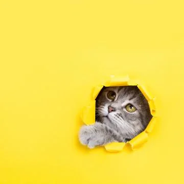 The cat is looking through a torn hole in yellow paper. Playful mood kitty. U Stock Photos