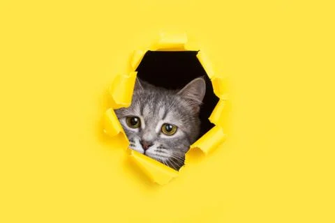 The cat is looking through a torn hole in yellow paper. Playful mood kitty. U Stock Photos