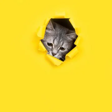 The cat is looking through a torn hole in yellow paper. Playful mood kitty. U Stock Photos