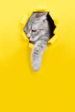 The cat is looking through a torn hole in yellow paper. Playful mood kitty. U Stock Photos