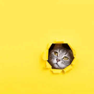 The cat is looking through a torn hole in yellow paper. Playful mood kitty. U Stock Photos