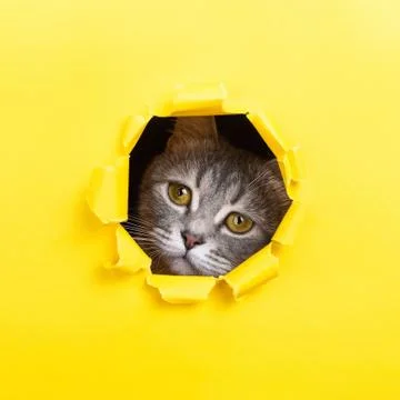 The cat is looking through a torn hole in yellow paper. Playful mood kitty. U Stock Photos