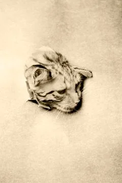 The cat is looking through torn hole in grey paper. Vertical Stock Photos