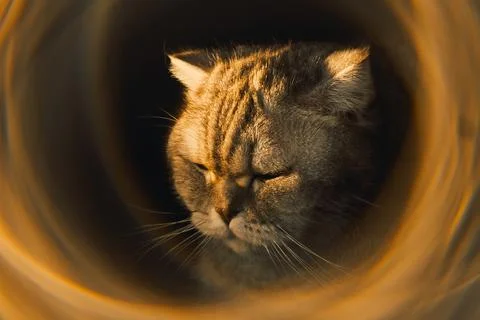 Cat looking through  tunnel during late afternoon light in  quiet room with s Stock-Fotos