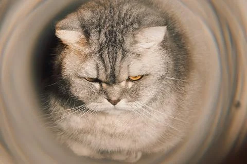 Cat looking through  tunnel during late afternoon light in  quiet room with s Stock Photos