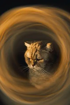 Cat looking through  tunnel during late afternoon light in  quiet room with s Stock Photos