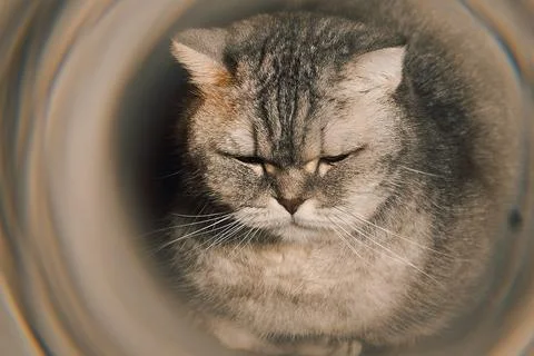 Cat looking through  tunnel during late afternoon light in  quiet room with s Stock-Fotos