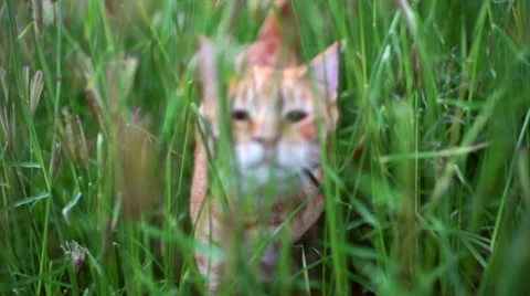 Cat looking through weeds chasing towards camera Video stock 41380193