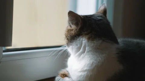 Cat looking through the window in 4k slow motion 60fps Stock Footage 99810548