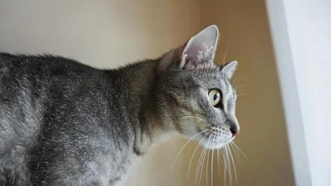 Cat looking through the window, cat close up Stock Photos