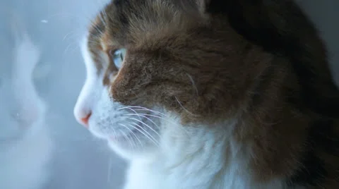 Cat looking through window Stock Footage 22568013