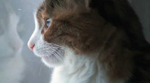 Cat looking through window Stock Footage 22568349