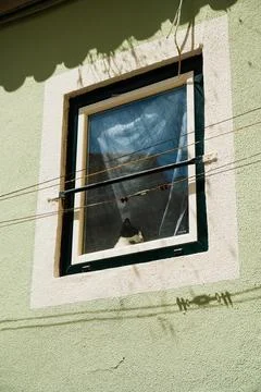 Cat Looking Through Window on Green Facade in Lisbon Stock Photos