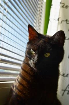 Cat looking through the window Stock Photos