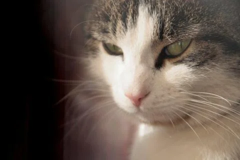 Cat looking through window Stock Photos