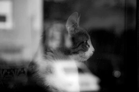 Cat looking through the window Stock Photos