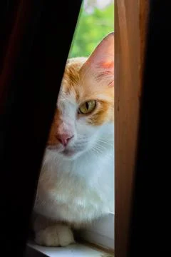 Cat is looking through the window Stock Photos