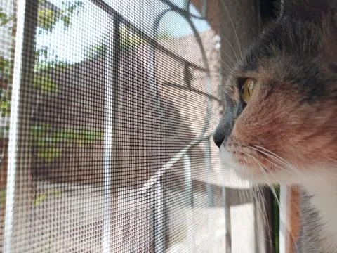 Cat looking through the window Stock Photos