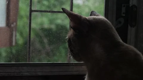 Cat Looking Through Window Screen Stock Footage 323294991