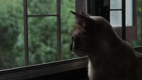 Cat Looking Through Window Screen Stock Footage 325478891