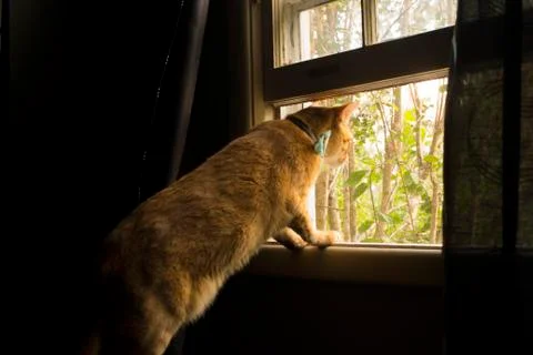 Cat Looking Through Window Sill in Sunlight Foto stock
