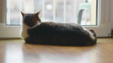 Cat looking through the window in slow motion in 4k slow motion Stock Footage 88774500